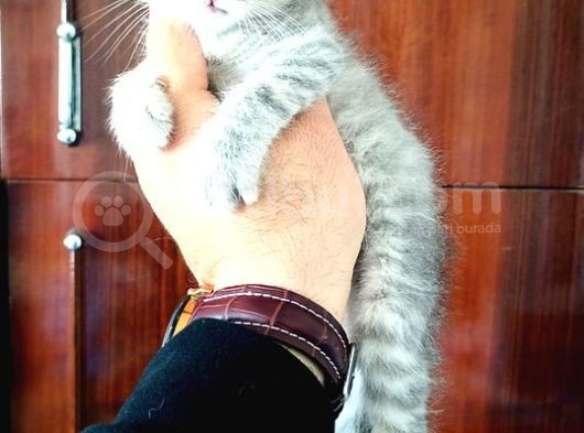 Scottish Fold Yavrular görsel