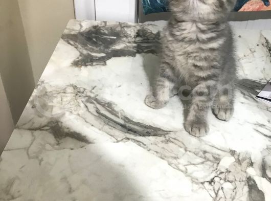50 Günlük British Shorthair Silver görsel