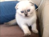 Safkan Blue  Point Scottish Fold Erkek Yavru