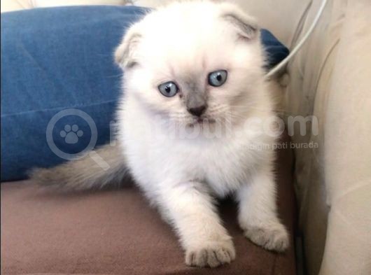 Safkan Blue  Point Scottish Fold Erkek Yavru görsel