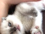 Safkan Blue  Point Scottish Fold Erkek Yavru