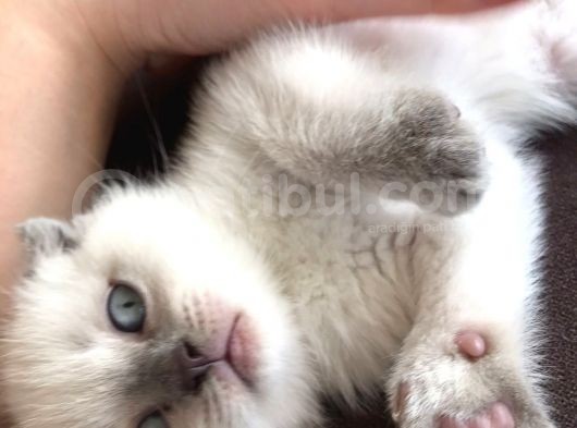 Safkan Blue  Point Scottish Fold Erkek Yavru görsel