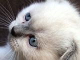 Safkan Blue  Point Scottish Fold Erkek Yavru