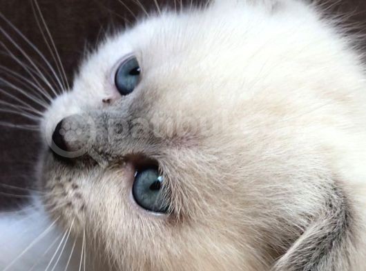 Safkan Blue  Point Scottish Fold Erkek Yavru görsel