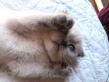 Safkan Blue  Point Scottish Fold Erkek Yavru