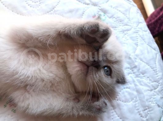 Safkan Blue  Point Scottish Fold Erkek Yavru görsel