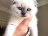 Safkan Blue  Point Scottish Fold Erkek Yavru