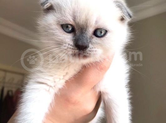 Safkan Blue  Point Scottish Fold Erkek Yavru görsel