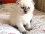 Safkan Blue  Point Scottish Fold Erkek Yavru