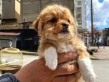 Maltipoo Yavrular
