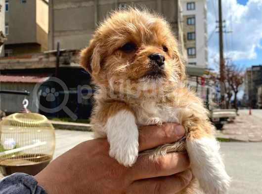 Maltipoo Yavrular görsel