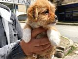 Maltipoo Yavrular