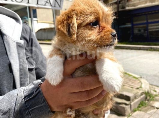 Maltipoo Yavrular görsel