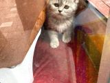 British Shorthair Dişi