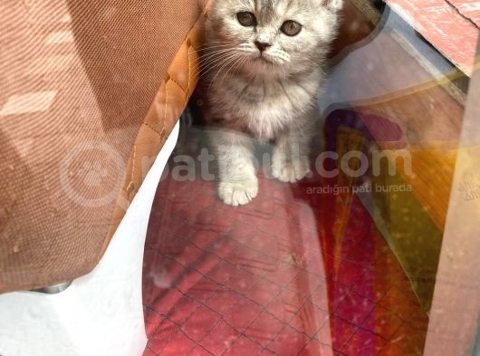 British Shorthair Dişi görsel