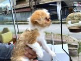 Maltipoo Yavrular