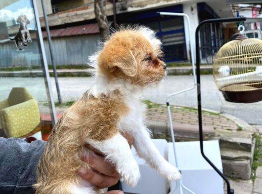 Maltipoo Yavrular görsel