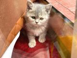British Shorthair Dişi
