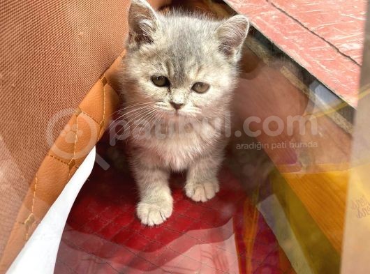 British Shorthair Dişi görsel
