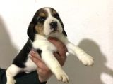 Beagle Yavrularimiz