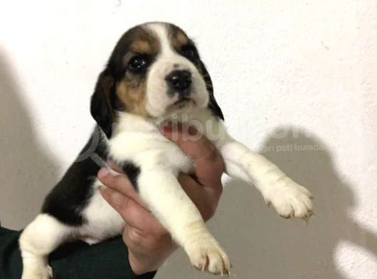 Beagle Yavrularimiz