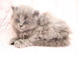 Efsane Bri̇ti̇sh Longhai̇r Kizimiz