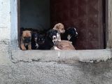 Minik Dostlarimiz Yeni Ailelerine Kavusmaya Hazir
