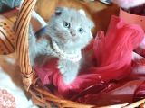Scottish Fold Prensim