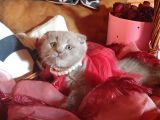 Scottish Fold Prensim