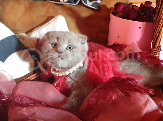 Scottish Fold Prensim görsel