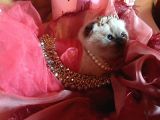 Scottish Fold Prensesim