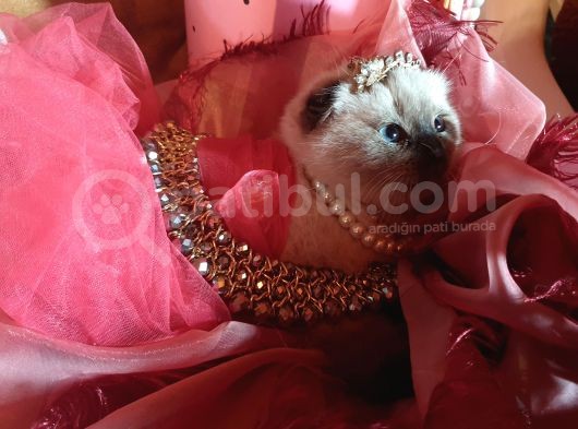 Scottish Fold Prensesim
