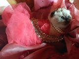 Scottish Fold Prensesim