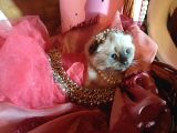 Scottish Fold Prensesim