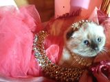 Scottish Fold Prensesim