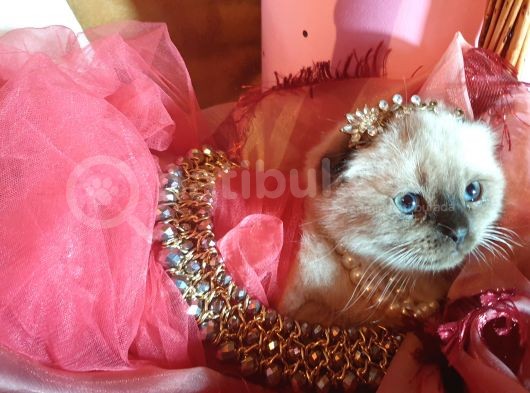 Scottish Fold Prensesim görsel