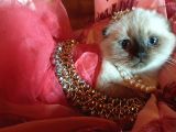Scottish Fold Prensesim