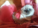 Scottish Fold Prensesim