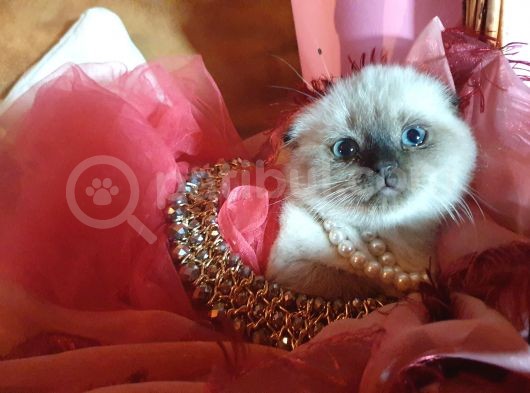 Scottish Fold Prensesim görsel