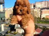 Red Malti̇po