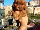 Red Malti̇po