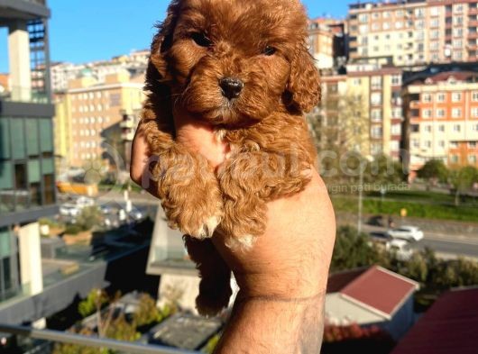 Red Malti̇po görsel