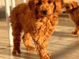 Sağlik Garanti̇li̇ Red Toy Poodle Yavrular