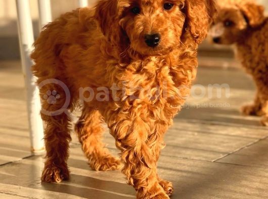 Sağlik Garanti̇li̇ Red Toy Poodle Yavrular görsel