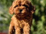 Red Brown(Kizil) Toy Poodle Yavrular