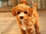 Sağlik Garanti̇li̇ Red Toy Poodle Yavrular