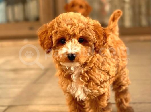 Sağlik Garanti̇li̇ Red Toy Poodle Yavrular görsel