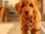 Sağlik Garanti̇li̇ Red Toy Poodle Yavrular