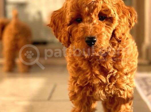 Sağlik Garanti̇li̇ Red Toy Poodle Yavrular