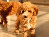 Sağlik Garanti̇li̇ Red Toy Poodle Yavrular